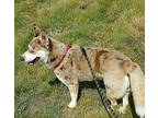 Jessye Storm Australian Shepherd Adult Female