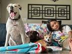 Barbara Pear Cat Friendly Cutie Labrador Retriever Adult Female