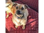 Brandy Chihuahua Adult Female