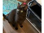 Persephone Domestic Shorthair Kitten Female