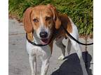 Copper Foxhound Young Male
