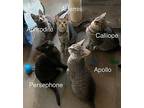 Calliope Domestic Shorthair Kitten Female