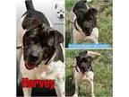 Harvey Bluetick Coonhound Adult Male