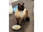 Sherman Siamese Adult Male
