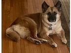 Jenny German Shepherd Dog Adult Female