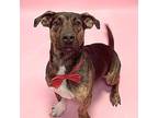 Arthur Basset Hound Young Male