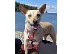 Hansel Carolina Dog Adult Male