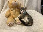 Gordon Domestic Shorthair Kitten Male