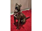 Duke American Pit Bull Terrier Adult Male