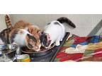 TINKLERBELL Domestic Shorthair Young Female
