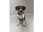 Goose American Pit Bull Terrier Adult Male