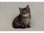 Thing 1 Domestic Shorthair Kitten Male