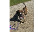 CAJUN Boxer Adult Male
