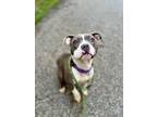 Clover American Pit Bull Terrier Adult Female