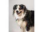 Hugo Australian Shepherd Adult Male