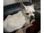 Luna Chihuahua Adult Female