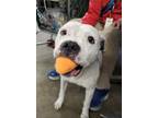 Poptart English Bulldog Adult Female