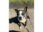 Molly American Bulldog Adult Female