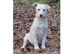 Ruby Labrador Retriever Young Female