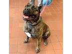 Zeus Cane Corso Young Male