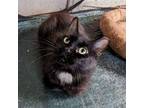 Casanova Manx Adult Male