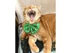 Carrot Domestic Shorthair Senior Male