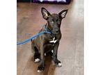 TEDDY German Shepherd Dog Young Male