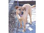 Doc Labrador Retriever Young Male