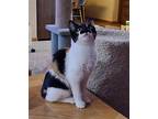 Alaya Domestic Shorthair Kitten Female