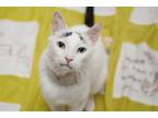 Cloud Domestic Shorthair Senior Male