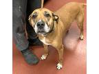 Capri Labrador Retriever Adult Female