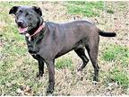 HAILEY'S GIRL Labrador Retriever Adult Female