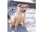 Doc Labrador Retriever Young Male
