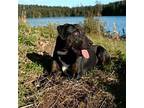 BONNIE Labrador Retriever Adult Female