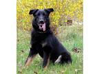 PUPPY BROCK German Shepherd Dog Puppy Male