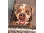 Reign American Bulldog Adult Male