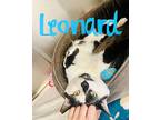 Leonard Domestic Shorthair Young Male