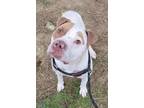 Strudel English Bulldog Adult Female