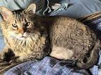 Wilson Maine Coon Adult Male