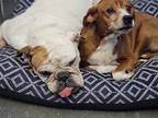 Ginga Beagle Adult Female