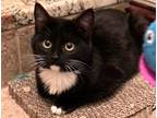 Blackie Domestic Mediumhair Kitten Male