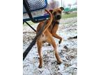 Leia American Pit Bull Terrier Young Female