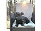 Lettie Labrador Retriever Young Female