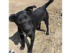 Lil' Mac Labrador Retriever Young Male
