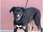MANDY Labrador Retriever Young Female