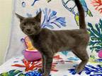 Ash Domestic Shorthair Kitten Male