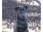 Sleepy Labrador Retriever Young Female