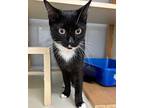 Mama Eugenia Domestic Shorthair Young Female
