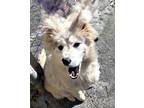 PUPPY ASTRA Husky Puppy Female