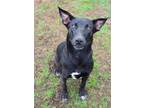 Poseidon Labrador Retriever Adult Male